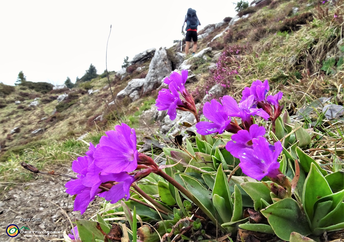 57  Primula glaucescens scendendo dalla vetta del Cancervo.JPG